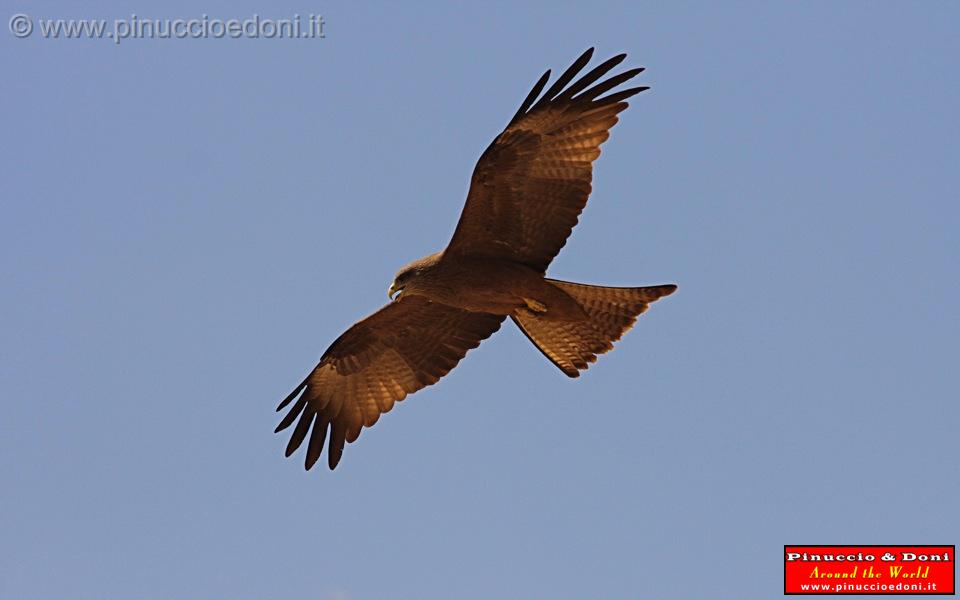 Ethiopia - 395 - Aquila.jpg